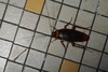 SuccessfulRoach's Avatar