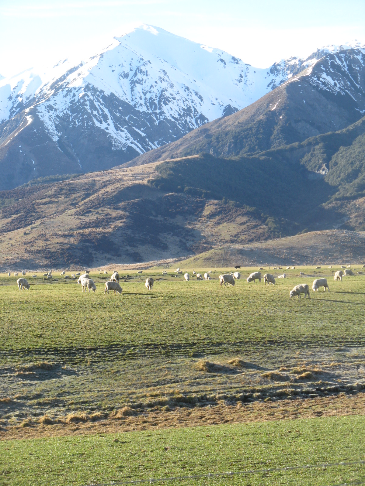 Of course there's tons of sheep in New Zealand