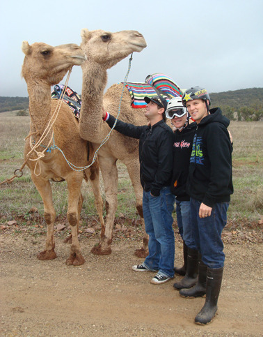 Camels!