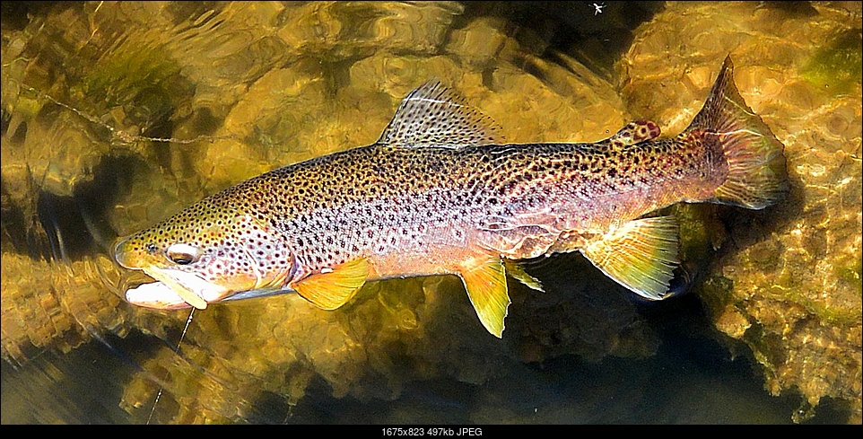Click image for larger version. 

Name:	WinterSpring 2016 fishing 013.JPG 
Views:	186 
Size:	497.4 KB 
ID:	179725