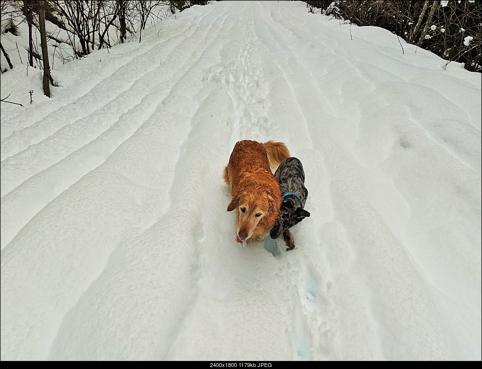 Click image for larger version. 

Name:	6 maisie helping sitka.jpg 
Views:	189 
Size:	1.15 MB 
ID:	357278