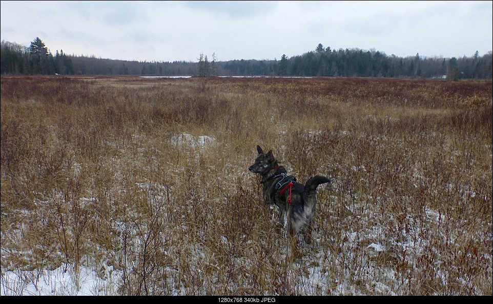 Click image for larger version. 

Name:	Bog dog Moira.jpg 
Views:	60 
Size:	339.7 KB 
ID:	394691