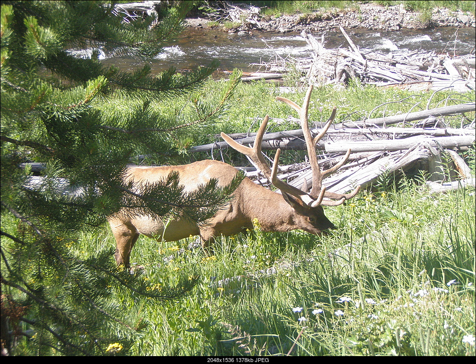 Click image for larger version. 

Name:	Yellowstone Rushmore Copper Peak 2011 113.jpg 
Views:	597 
Size:	1.35 MB 
ID:	183297