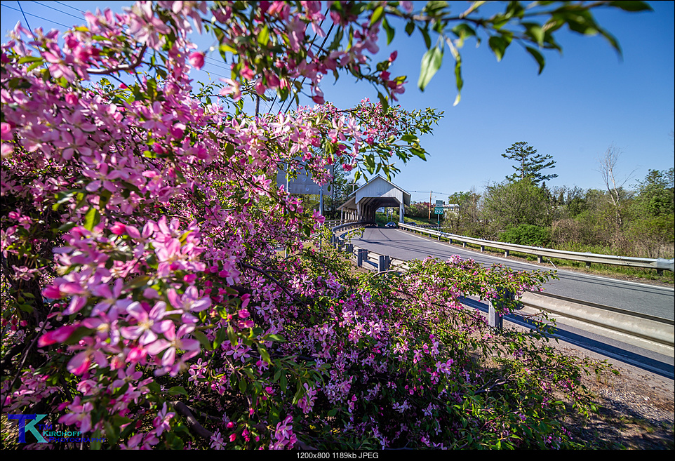 Click image for larger version. 

Name:	CoveredBridge_blossoms-2576.jpg 
Views:	91 
Size:	1.16 MB 
ID:	375736