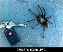 Click image for larger version. 

Name:	workspider.jpg 
Views:	86 
Size:	101.8 KB 
ID:	141409