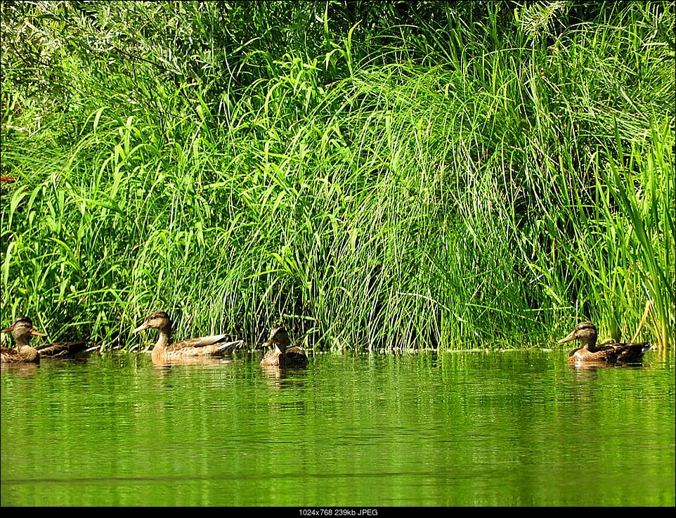 Click image for larger version. 

Name:	10-Ducks.jpg 
Views:	82 
Size:	238.8 KB 
ID:	384081