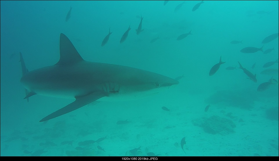 Click image for larger version. 

Name:	black tip good_Moment.jpg 
Views:	119 
Size:	1.97 MB 
ID:	284082