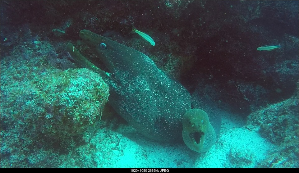 Click image for larger version. 

Name:	big and little eel (2)_Moment.jpg 
Views:	108 
Size:	2.63 MB 
ID:	284081