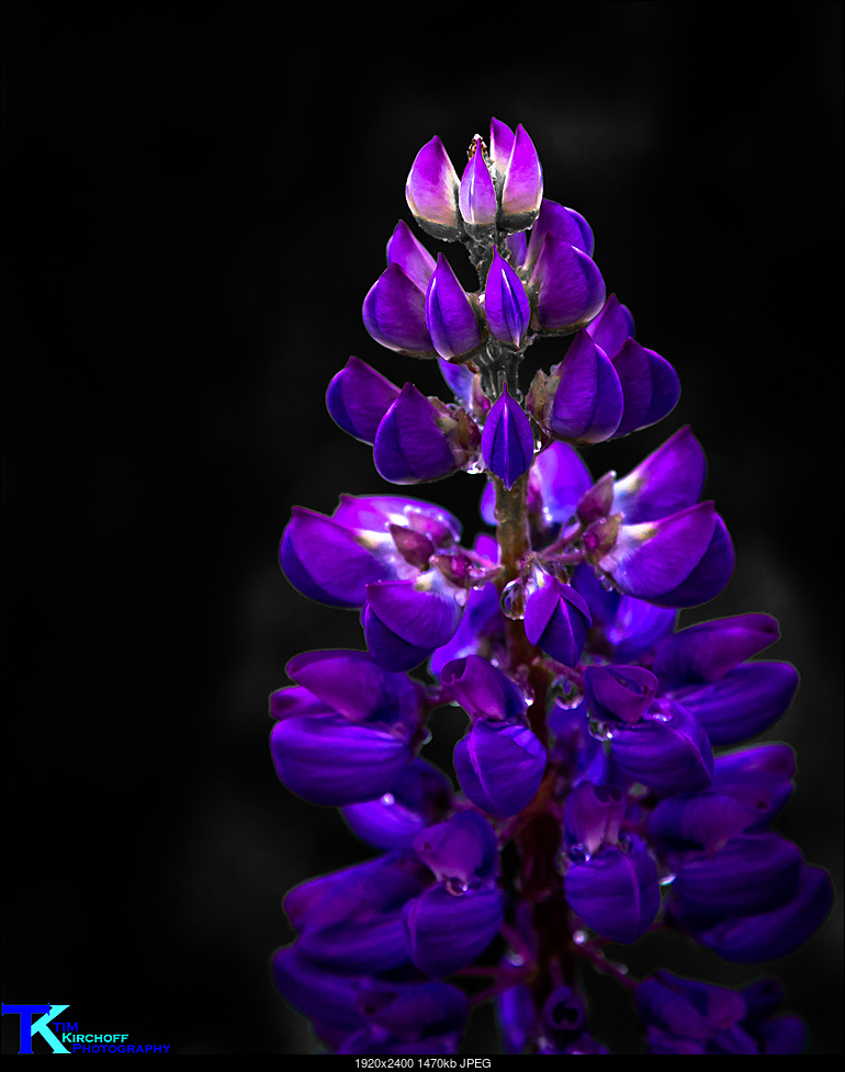 Click image for larger version. 

Name:	Lupine-3473.jpg 
Views:	47 
Size:	1.44 MB 
ID:	286610