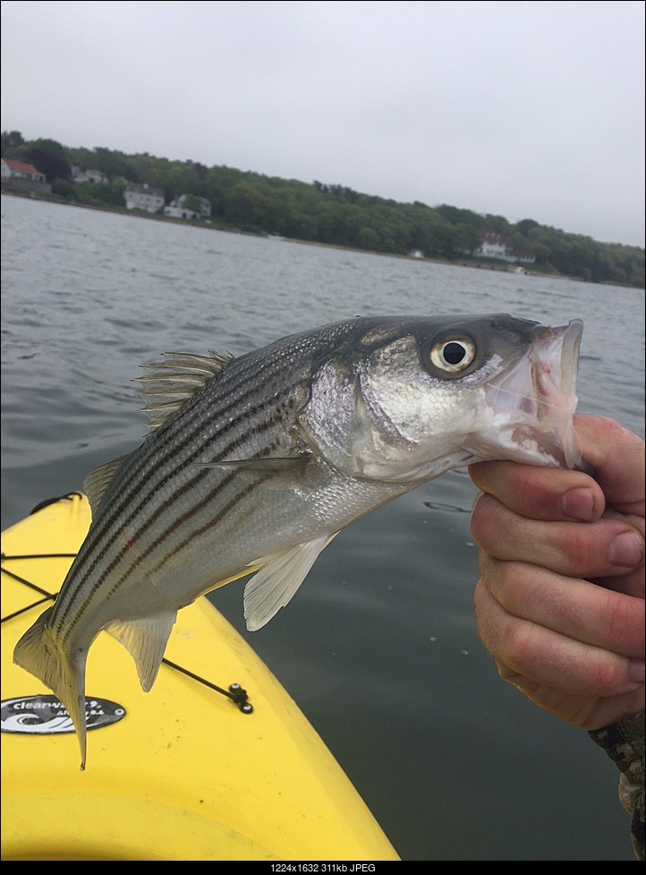 Click image for larger version. 

Name:	striper1.jpg 
Views:	98 
Size:	311.2 KB 
ID:	237719