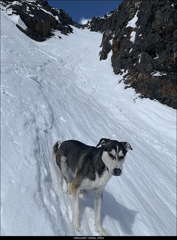 Click image for larger version. 

Name:	couloir dog.jpg 
Views:	46 
Size:	1.37 MB 
ID:	414860