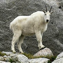 Name:  220px-Mountain_Goat%2C_Enchantments_Basin.jpeg
Views: 242
Size:  24.1 KB