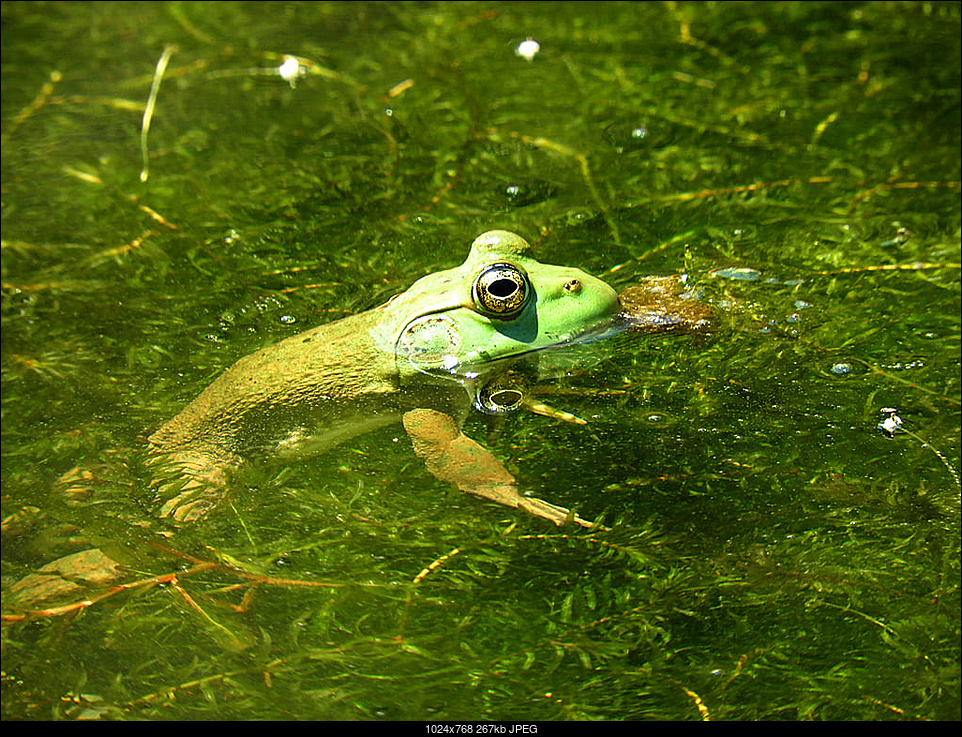 Click image for larger version. 

Name:	14-Frog2.jpg 
Views:	81 
Size:	267.5 KB 
ID:	384084