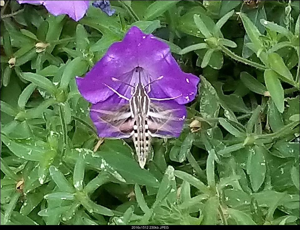 Click image for larger version. 

Name:	Sphinx Moth.jpg 
Views:	154 
Size:	229.9 KB 
ID:	293812