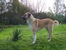 Name:  anatolian shepherd.jpg
Views: 901
Size:  13.6 KB