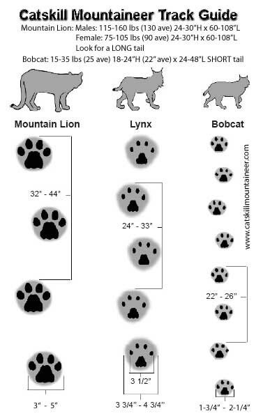 Name:  49b6afdaf19c235f70a867ad1144ecff--bobcat-tracks-mountain-lion.jpg
Views: 484
Size:  30.5 KB