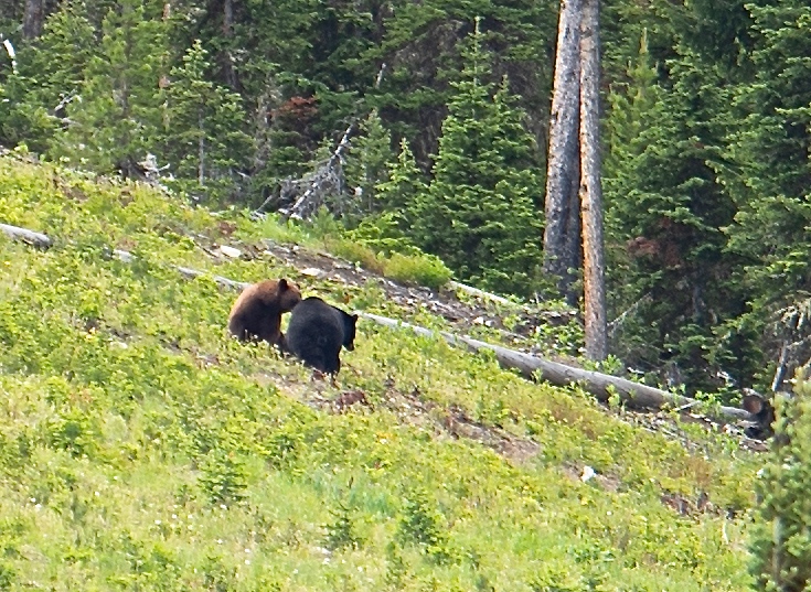 Name:  Black Bears.jpg
Views: 1971
Size:  310.8 KB