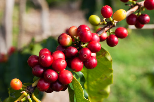Name:  coffee cherry.jpg
Views: 3980
Size:  51.0 KB