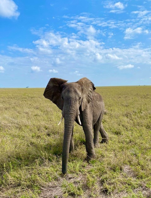 Name:  elephant.jpg
Views: 520
Size:  140.8 KB