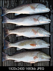 Click image for larger version. 

Name:	5 redfish.jpg 
Views:	187 
Size:	1.64 MB 
ID:	142820