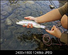 Click image for larger version. 

Name:	W. Clear Creek 1.jpg 
Views:	198 
Size:	1.22 MB 
ID:	113273