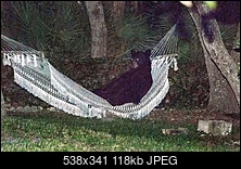 Click image for larger version. 

Name:	Best-shot---bear-lies-down-in-hammock-jpg.jpg 
Views:	237 
Size:	118.1 KB 
ID:	155913