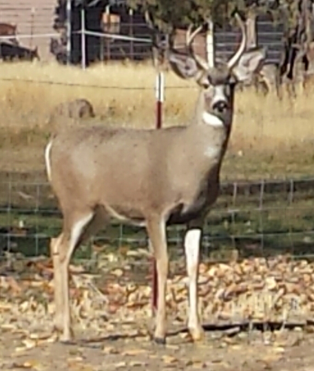 Name:  Deer.jpg
Views: 359
Size:  169.6 KB