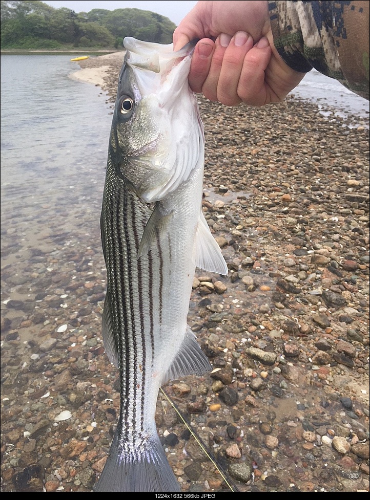 Click image for larger version. 

Name:	striper2.jpg 
Views:	104 
Size:	566.3 KB 
ID:	237720