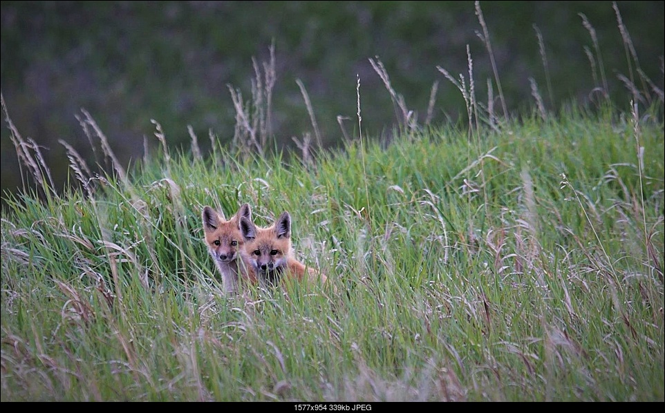 Click image for larger version. 

Name:	foxes (2).jpg 
Views:	60 
Size:	339.3 KB 
ID:	327368