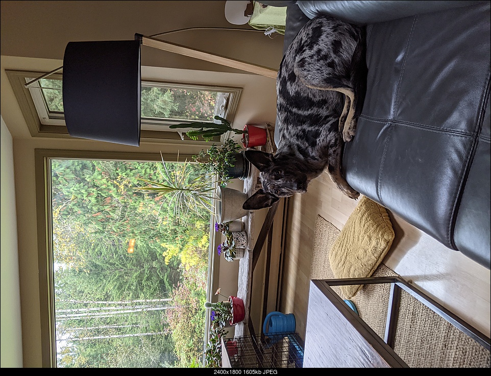 Click image for larger version. 

Name:	maisie on the couch.jpg 
Views:	57 
Size:	1.57 MB 
ID:	388856