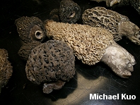 Name:  morchella_tomentosa_02_thumb.jpg
Views: 461
Size:  32.1 KB