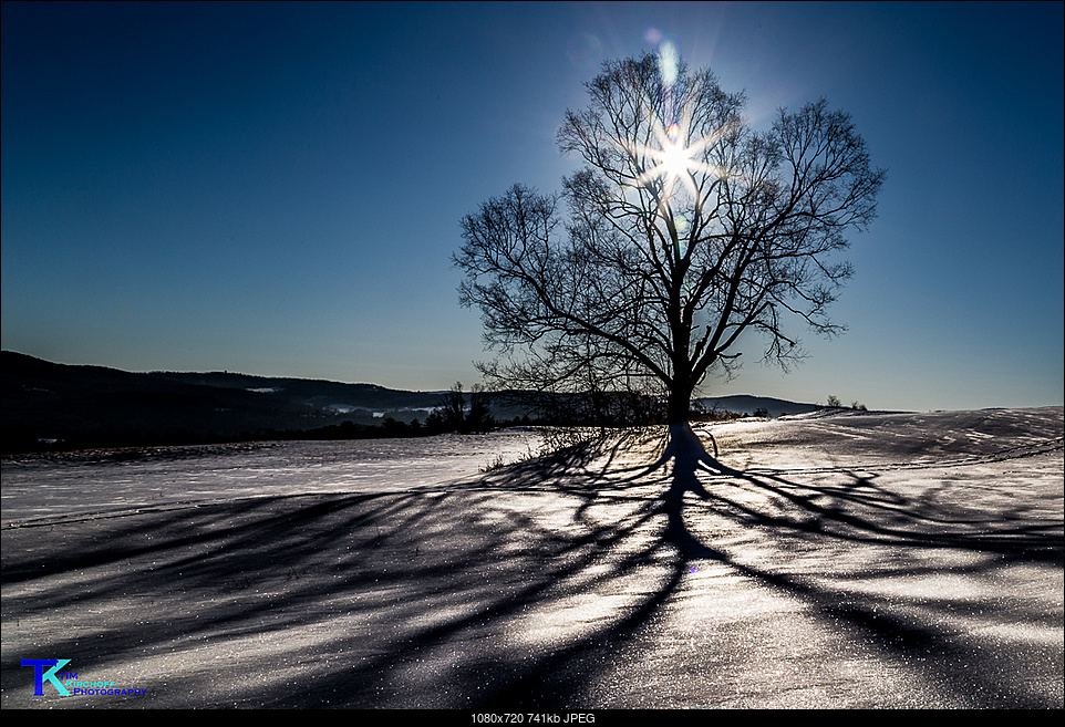 Click image for larger version. 

Name:	Backlit Tree.jpg 
Views:	140 
Size:	741.0 KB 
ID:	222265