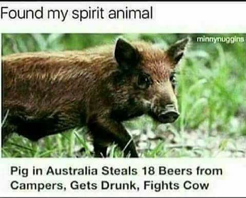 Name:  Spirit Animal.jpg
Views: 502
Size:  26.8 KB