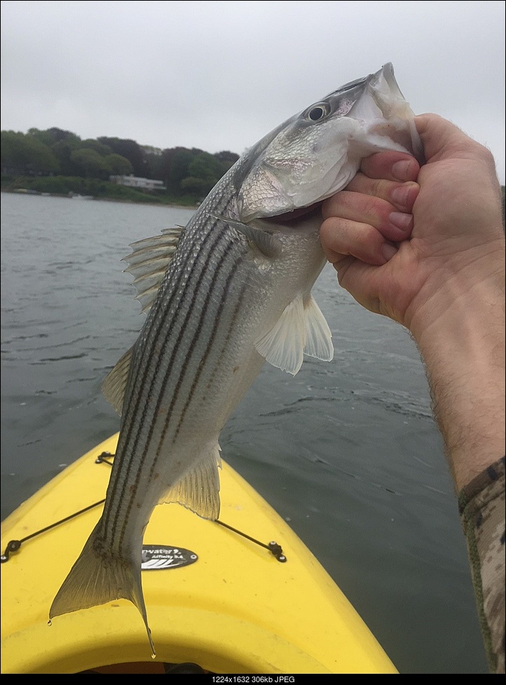 Click image for larger version. 

Name:	striper4.jpg 
Views:	103 
Size:	306.5 KB 
ID:	237722