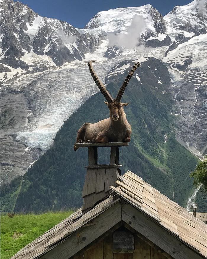 Name:  goat on a roof.jpg
Views: 306
Size:  158.1 KB