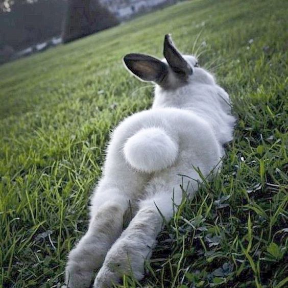 Name:  bunnybutt.jpg
Views: 2161
Size:  62.4 KB