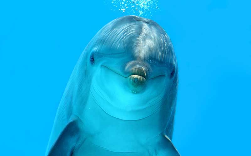 Name:  echolocation_dolphins.jpg
Views: 667
Size:  16.3 KB