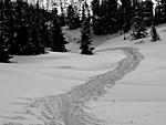 Waist-deep Skintrack at Vail Pass, Colorado