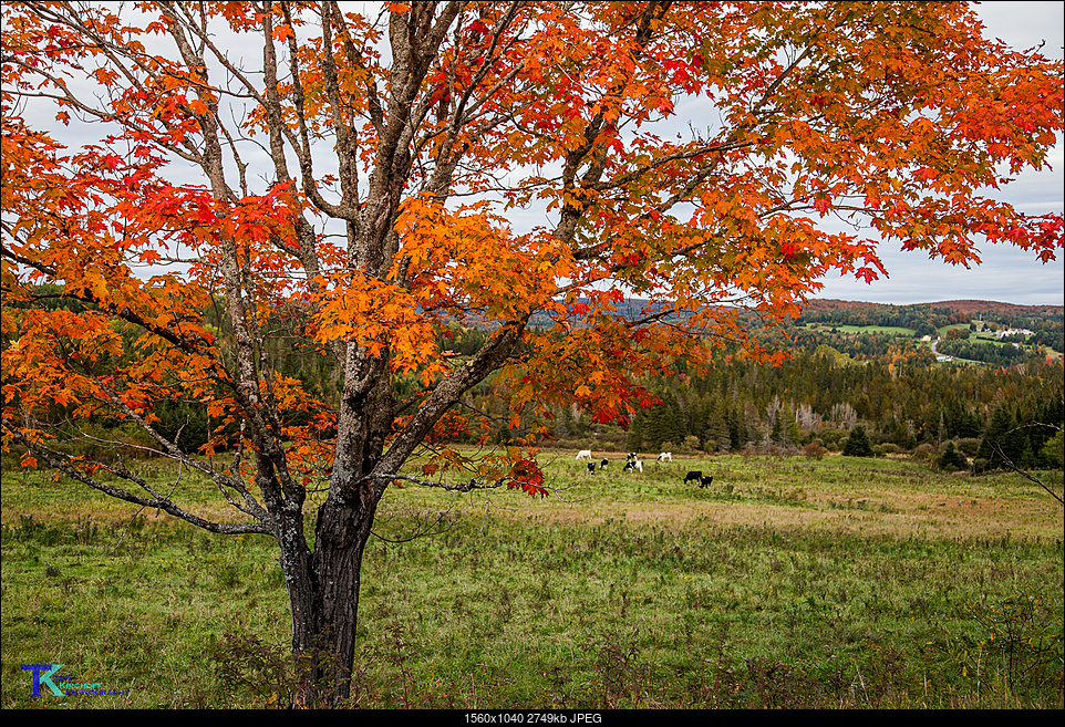 Click image for larger version. 

Name:	Cows and Foliage2-3464.jpg 
Views:	36 
Size:	2.68 MB 
ID:	249290