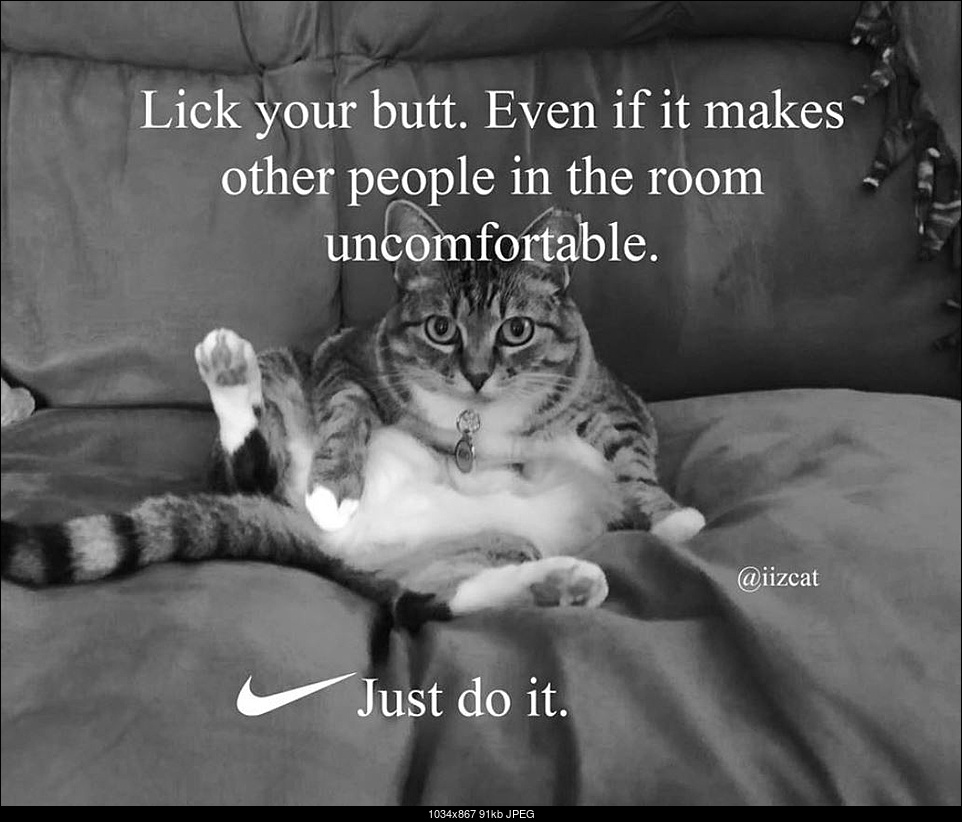 Click image for larger version. 

Name:	p09i7-nike-cat-memes-5.JPG 
Views:	44 
Size:	91.1 KB 
ID:	263267