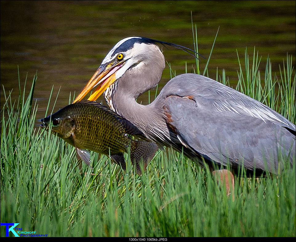 Click image for larger version. 

Name:	Heron Eating Fish-9539.jpg 
Views:	706 
Size:	1.04 MB 
ID:	272500