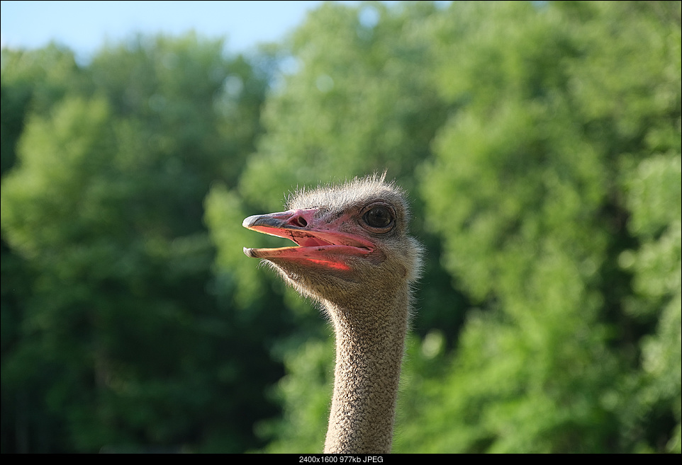 Click image for larger version. 

Name:	Ostrich.jpg 
Views:	56 
Size:	977.5 KB 
ID:	333217