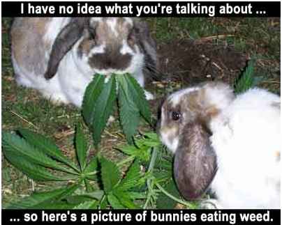 Name:  bunniesweed.jpg
Views: 428
Size:  18.7 KB