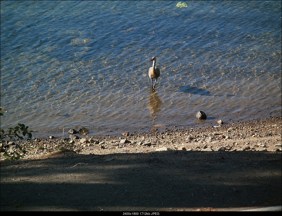 Click image for larger version. 

Name:	sandhill crane 009.jpg 
Views:	212 
Size:	1.67 MB 
ID:	188005