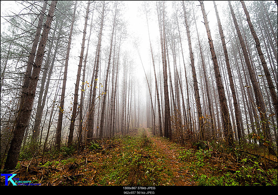 Click image for larger version. 

Name:	Fog in the Pines-6442.jpg 
Views:	47 
Size:	560.6 KB 
ID:	258492