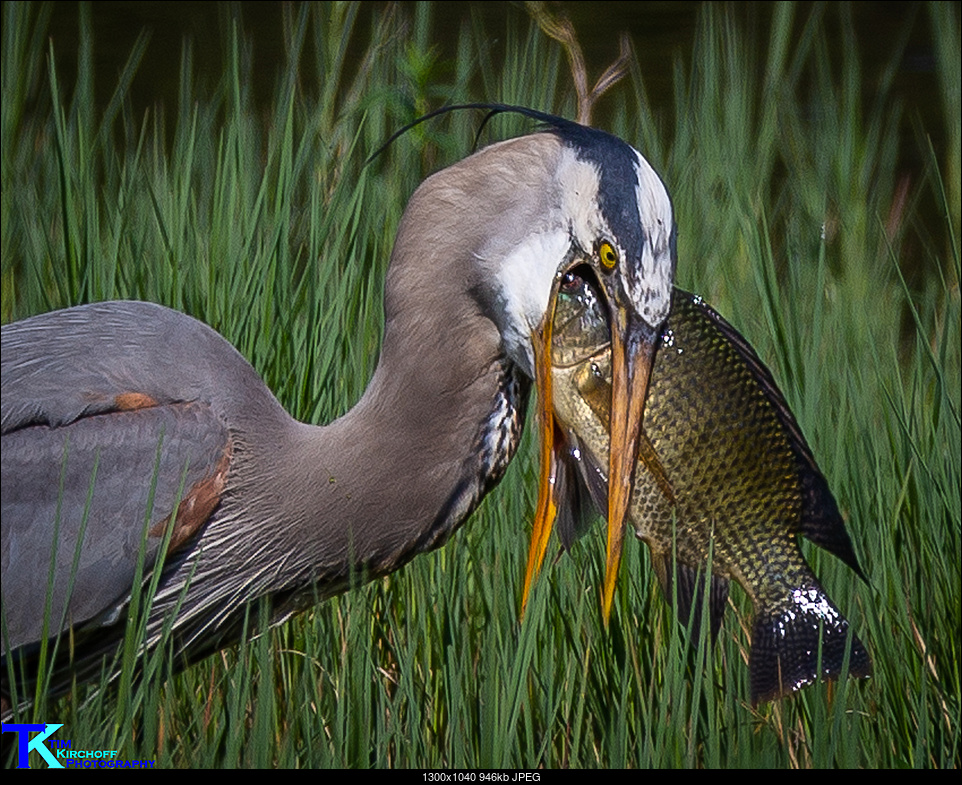 Click image for larger version. 

Name:	Heron Eating Fish-9574.jpg 
Views:	51 
Size:	945.8 KB 
ID:	272503