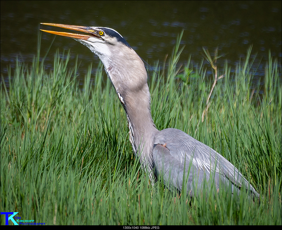 Click image for larger version. 

Name:	Heron Eating Fish-9597.jpg 
Views:	52 
Size:	1.06 MB 
ID:	272504