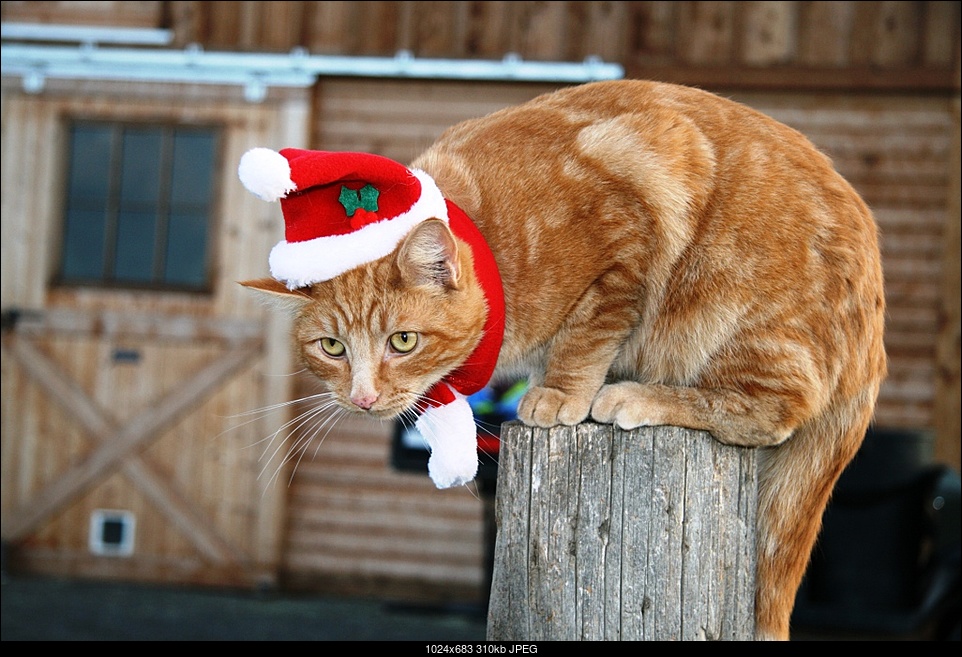 Click image for larger version. 

Name:	santa cat.jpg 
Views:	39 
Size:	310.2 KB 
ID:	298120