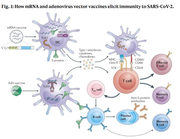 Name:  Vaccine Innate and Adaptive.jpg
Views: 362
Size:  56.1 KB