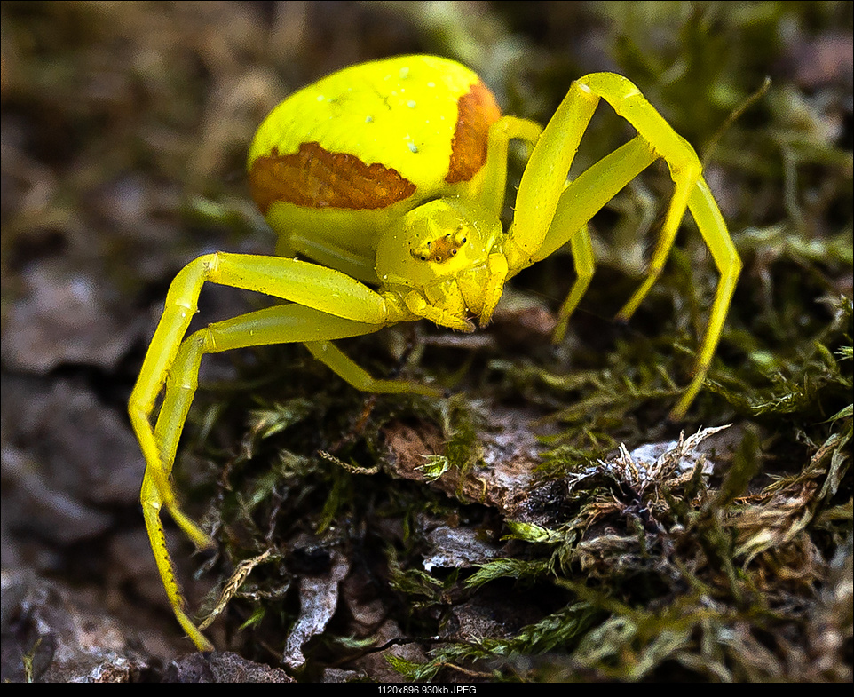 Click image for larger version. 

Name:	Yellow Spider-2960.jpg 
Views:	80 
Size:	930.0 KB 
ID:	376192